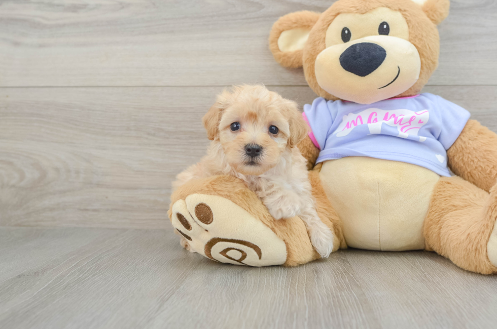 8 week old Maltipoo Puppy For Sale - Pilesgrove Pups