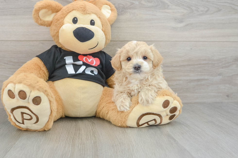 5 week old Maltipoo Puppy For Sale - Pilesgrove Pups