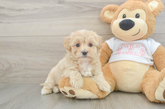 Best Maltipoo Baby