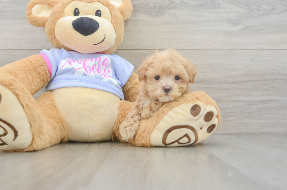 6 week old Maltipoo Puppy For Sale - Pilesgrove Pups