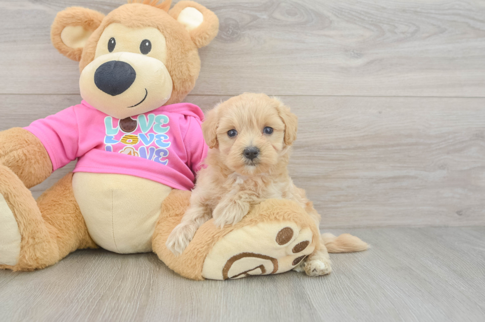 5 week old Maltipoo Puppy For Sale - Pilesgrove Pups