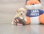 8 week old Maltipoo Puppy For Sale - Pilesgrove Pups