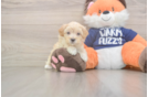 Maltipoo Puppy for Adoption
