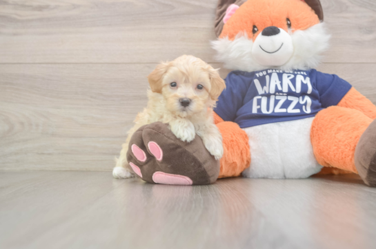 Maltipoo Puppy for Adoption