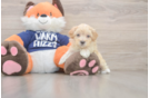 Sweet Maltipoo Baby