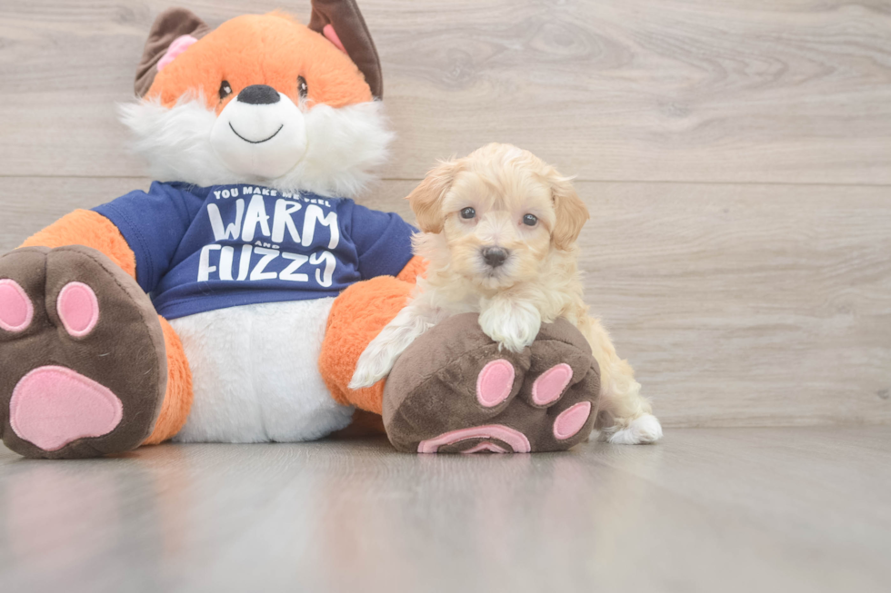 Sweet Maltipoo Baby