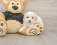 8 week old Maltipoo Puppy For Sale - Pilesgrove Pups