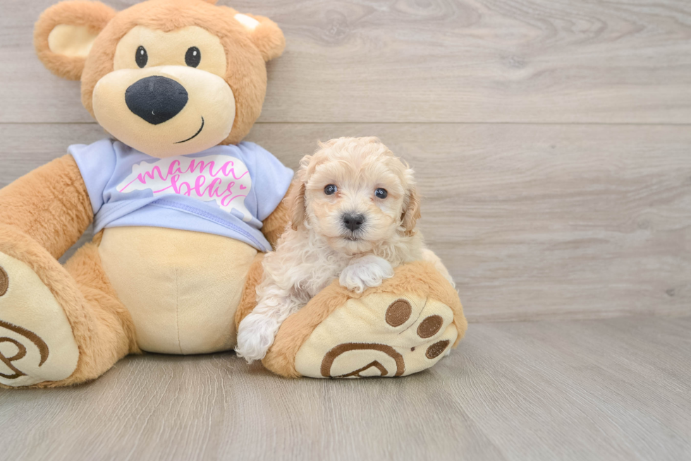 Best Maltipoo Baby