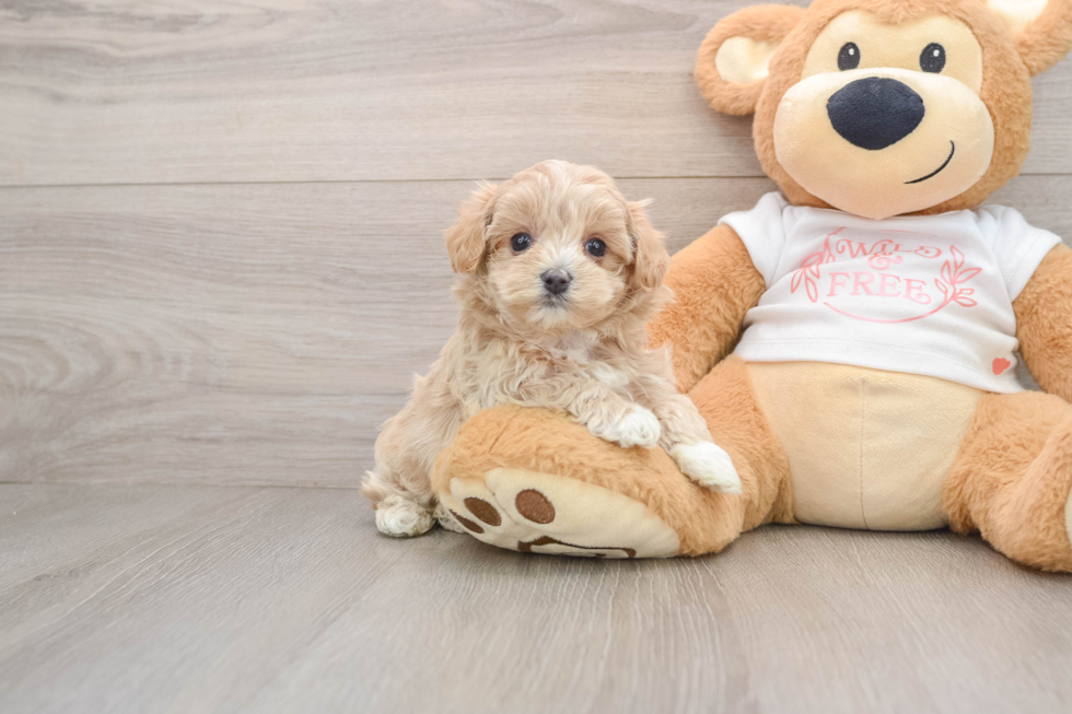 Adorable Maltese Poodle Poodle Mix Puppy