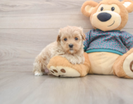 8 week old Maltipoo Puppy For Sale - Pilesgrove Pups