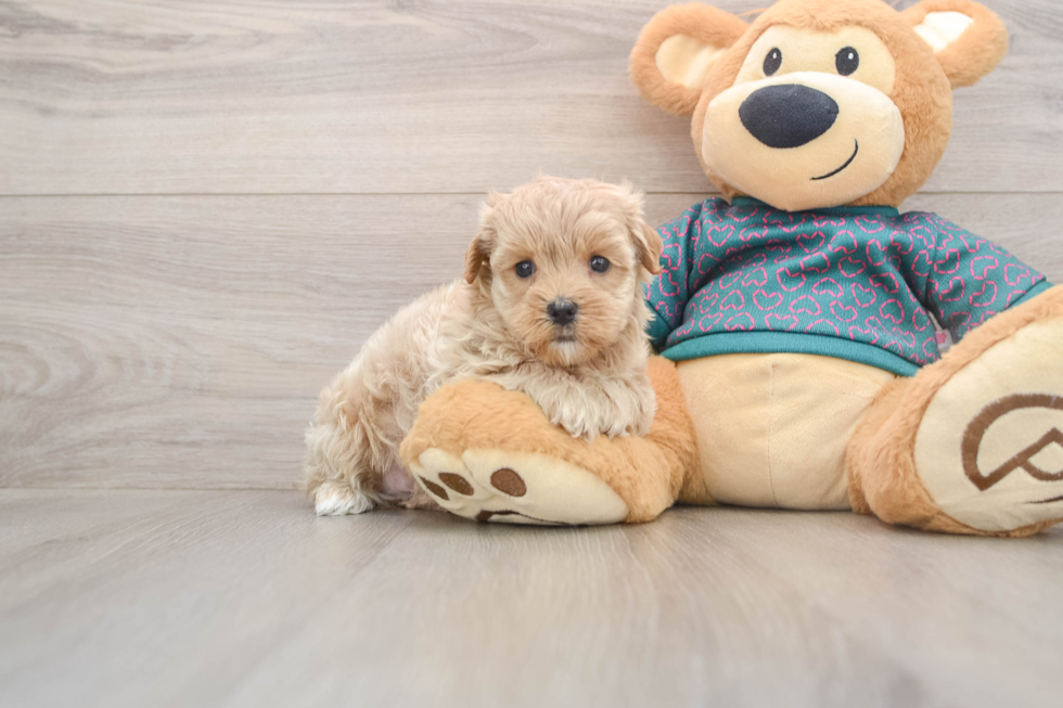 Happy Maltipoo Baby