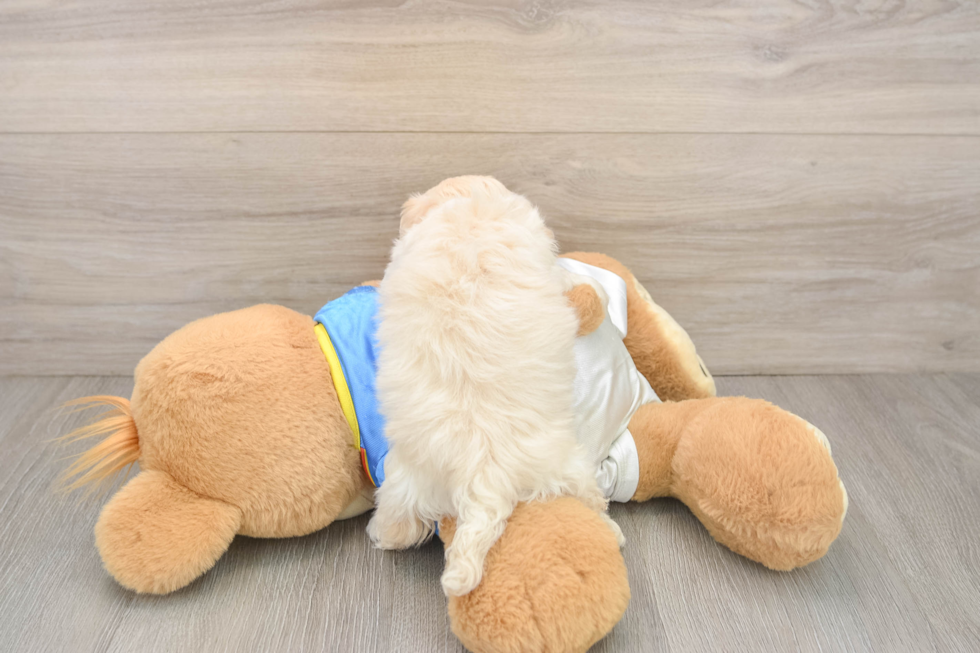 Fluffy Maltipoo Poodle Mix Pup