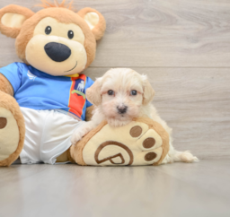 7 week old Maltipoo Puppy For Sale - Pilesgrove Pups