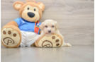 Best Maltipoo Baby