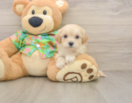 8 week old Maltipoo Puppy For Sale - Pilesgrove Pups