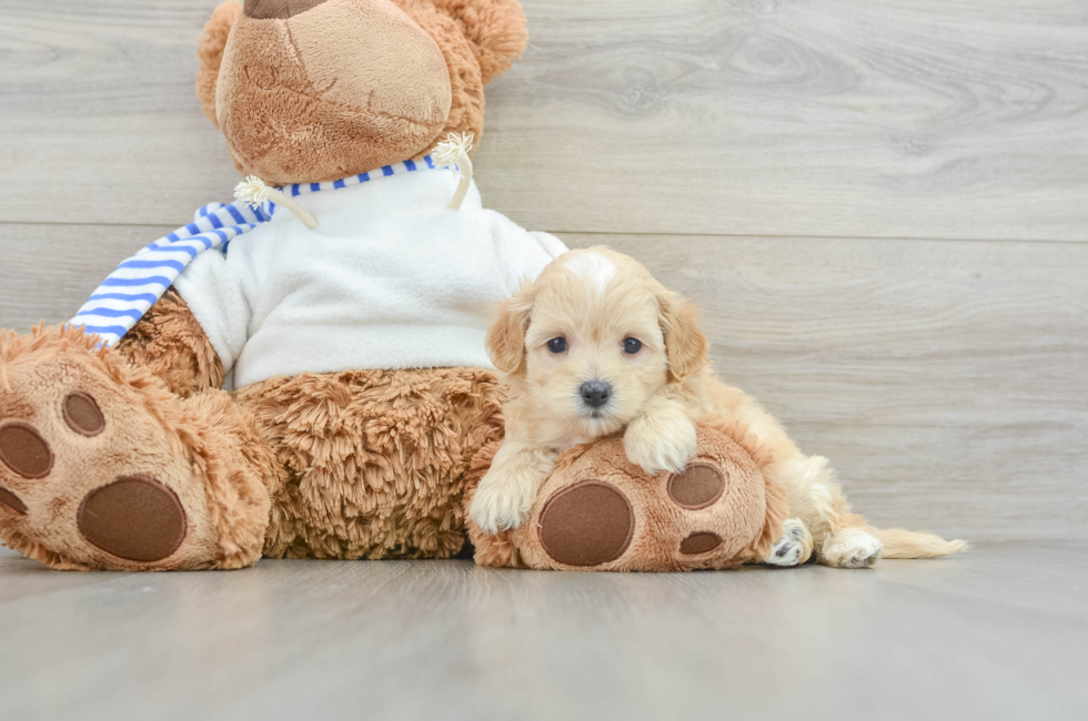 6 week old Maltipoo Puppy For Sale - Pilesgrove Pups