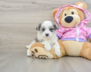 8 week old Maltipoo Puppy For Sale - Pilesgrove Pups