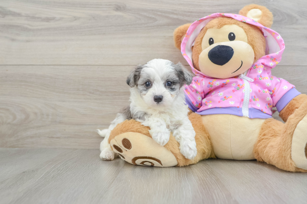 6 week old Maltipoo Puppy For Sale - Pilesgrove Pups