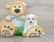 8 week old Maltipoo Puppy For Sale - Pilesgrove Pups