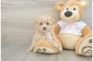 Cute Maltipoo Baby
