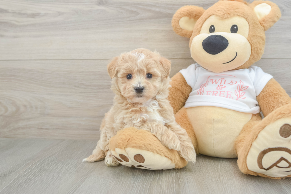 Cute Maltipoo Baby