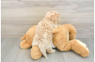 Friendly Maltipoo Baby
