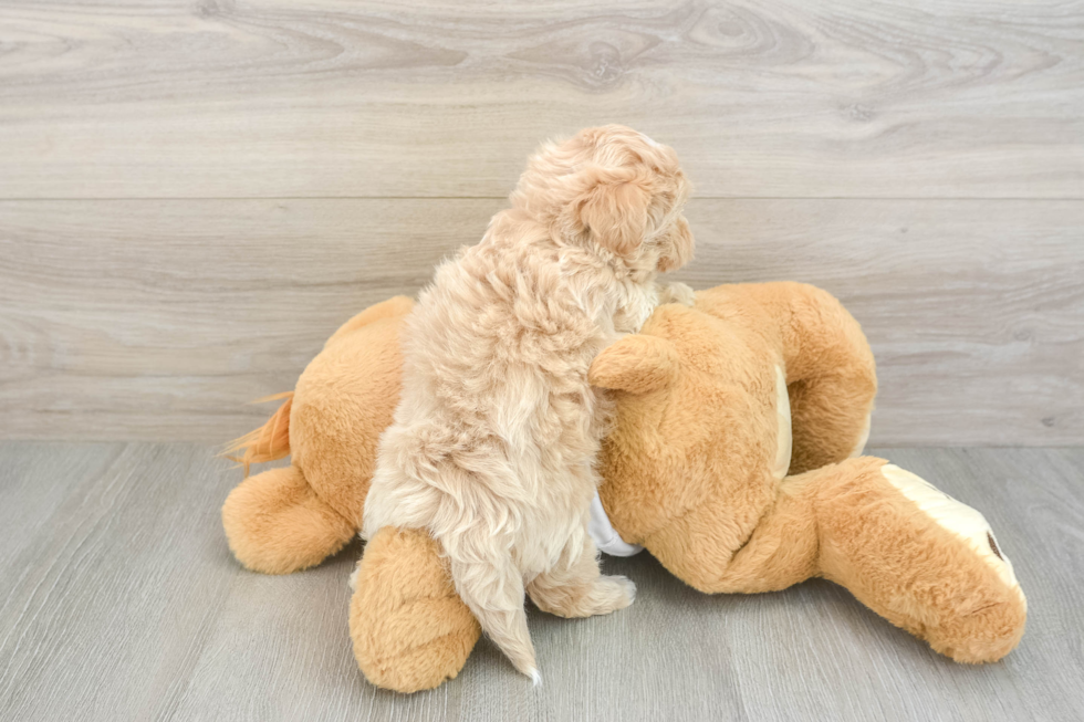 Friendly Maltipoo Baby
