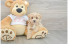 Maltipoo Puppy for Adoption