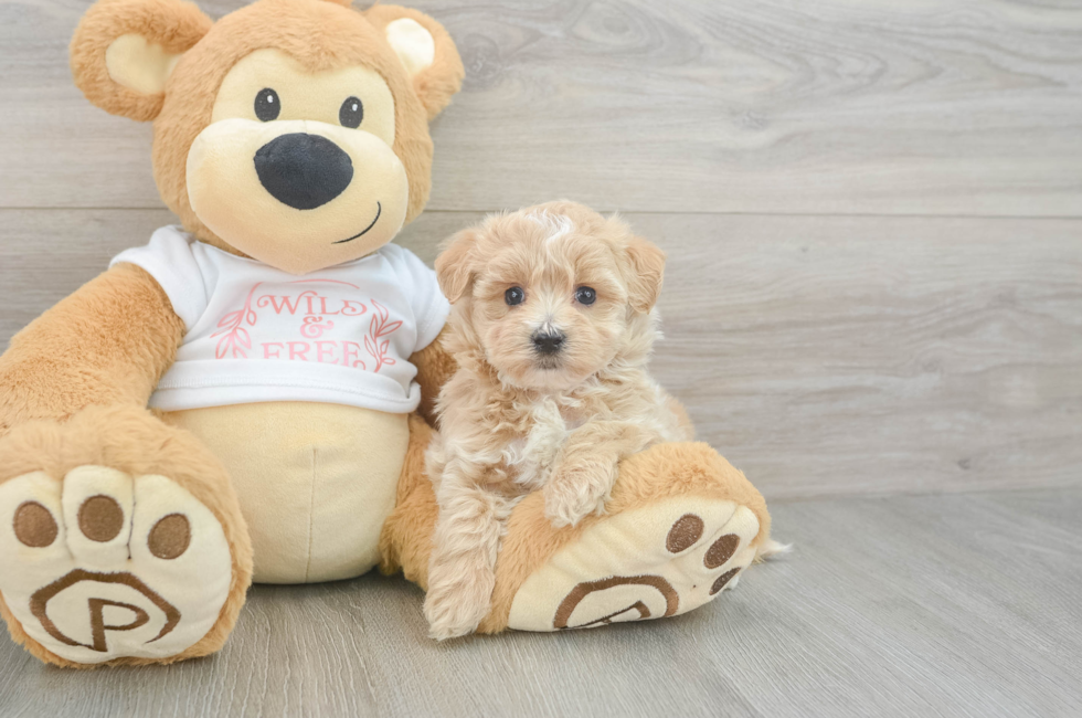 5 week old Maltipoo Puppy For Sale - Pilesgrove Pups