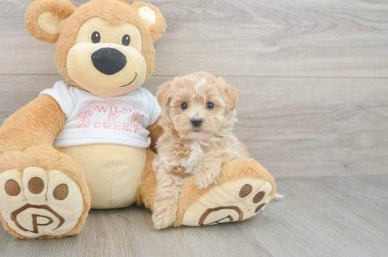Maltipoo Puppy for Adoption
