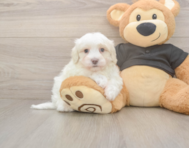 8 week old Maltipoo Puppy For Sale - Pilesgrove Pups