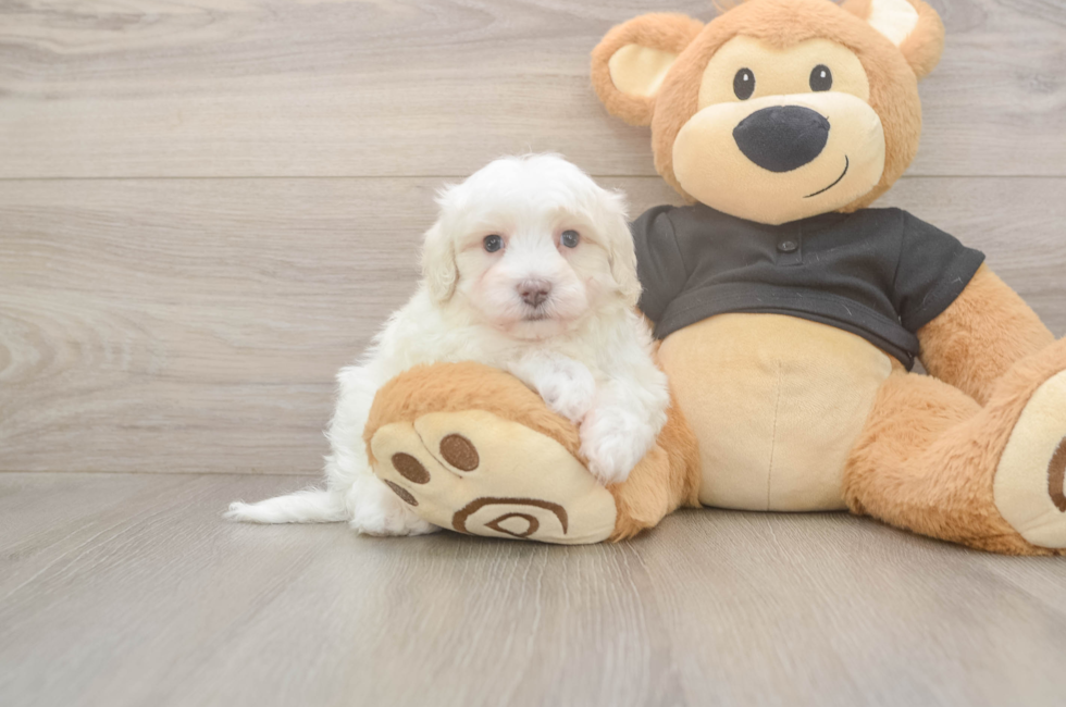 6 week old Maltipoo Puppy For Sale - Pilesgrove Pups