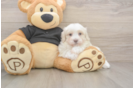 Best Maltipoo Baby