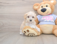 8 week old Maltipoo Puppy For Sale - Pilesgrove Pups