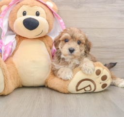 7 week old Maltipoo Puppy For Sale - Pilesgrove Pups