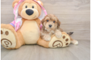 Playful Moodle Poodle Mix Puppy