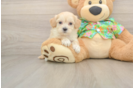 Funny Maltipoo Poodle Mix Pup