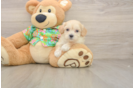 Happy Maltipoo Baby