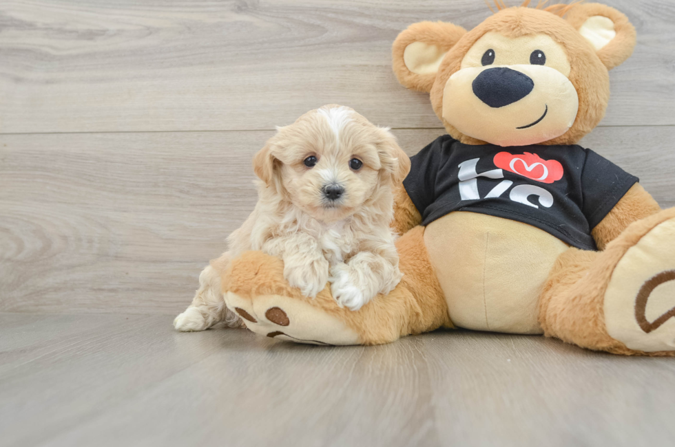 5 week old Maltipoo Puppy For Sale - Pilesgrove Pups