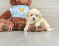 8 week old Maltipoo Puppy For Sale - Pilesgrove Pups