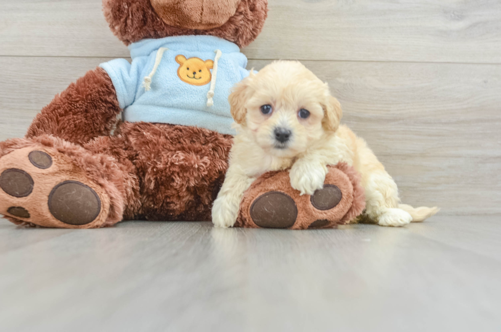 8 week old Maltipoo Puppy For Sale - Pilesgrove Pups