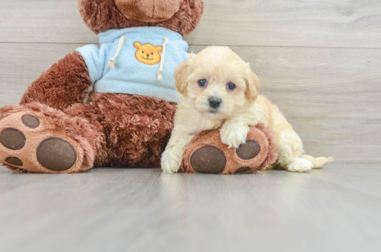 Adorable Maltidoodle Poodle Mix Puppy