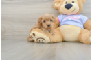 Maltipoo Puppy for Adoption