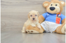 Best Maltipoo Baby