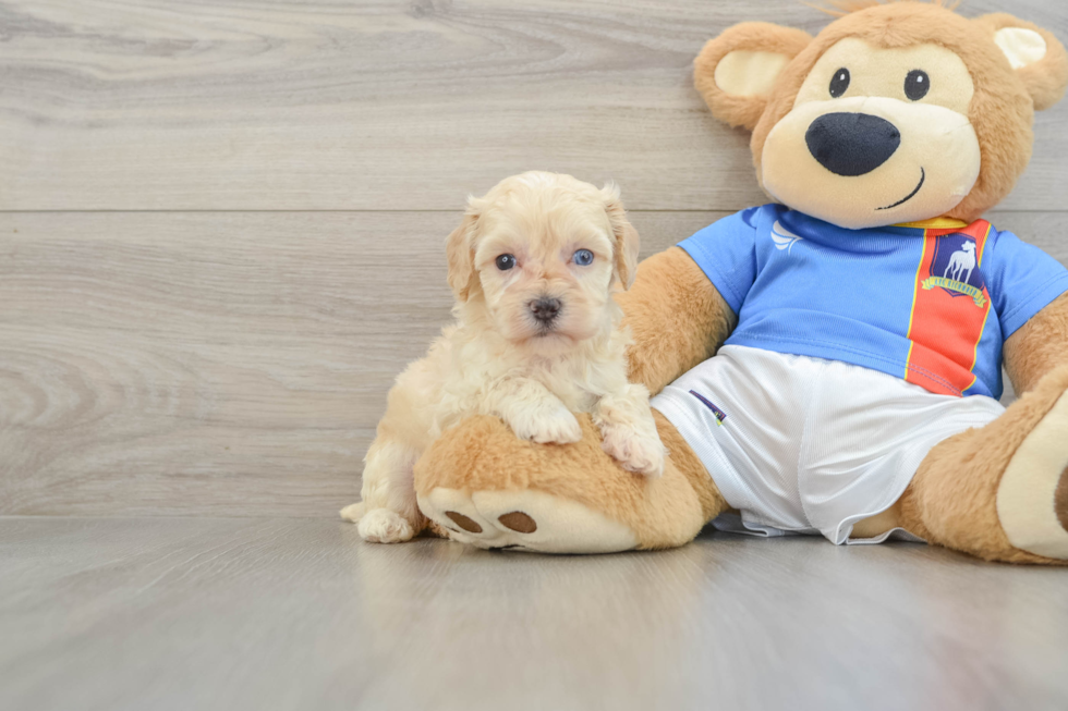 Best Maltipoo Baby