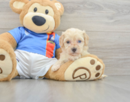 8 week old Maltipoo Puppy For Sale - Pilesgrove Pups