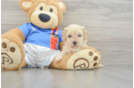 Funny Maltipoo Poodle Mix Pup