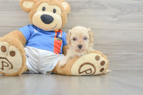 Funny Maltipoo Poodle Mix Pup