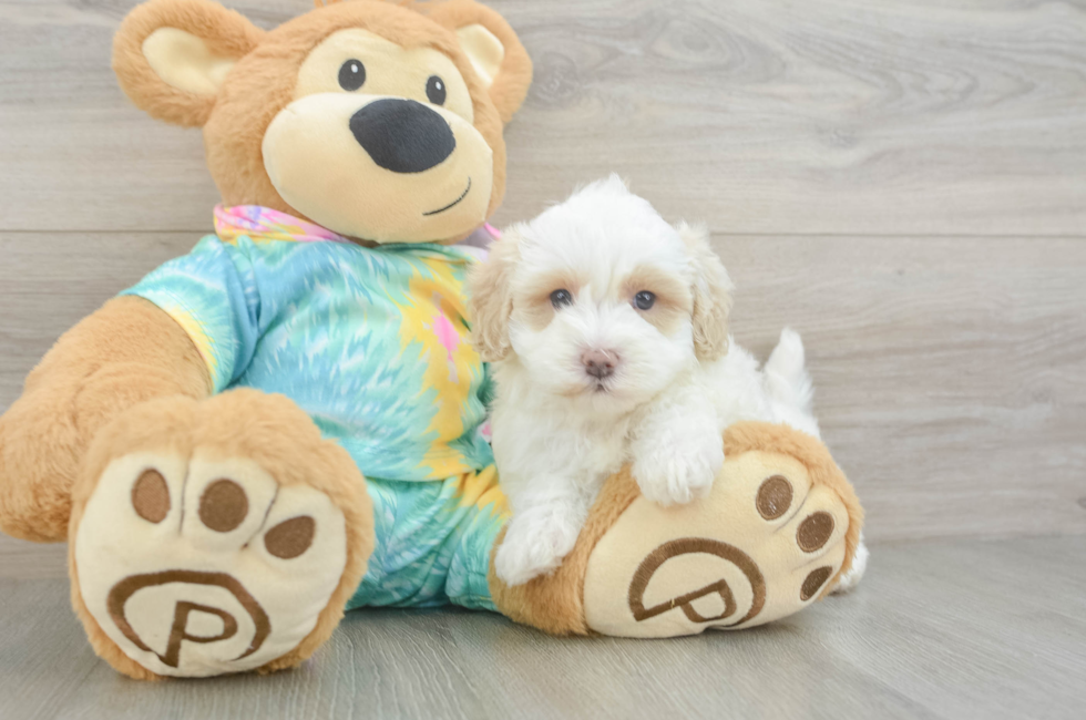 6 week old Maltipoo Puppy For Sale - Pilesgrove Pups