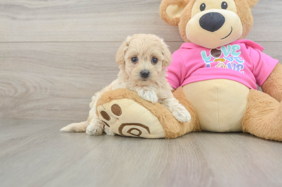 5 week old Maltipoo Puppy For Sale - Pilesgrove Pups